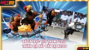 Đá gà trực tiếp thomo 24/7